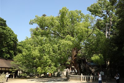 大楠